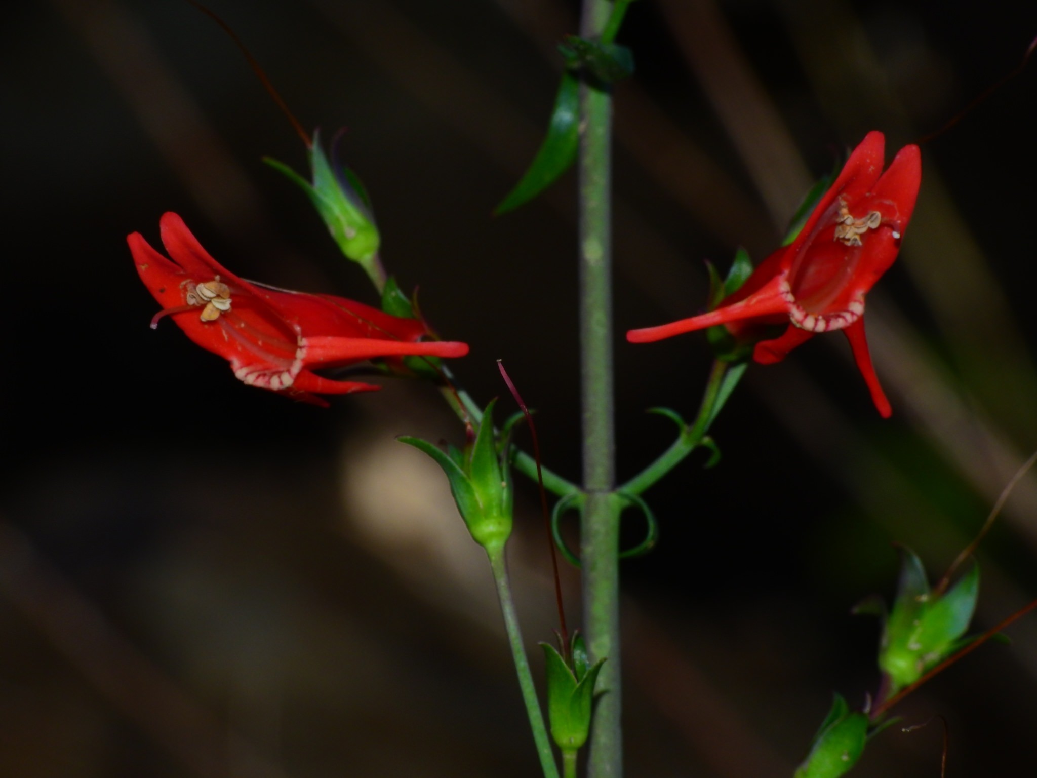 Penstemon barbatus